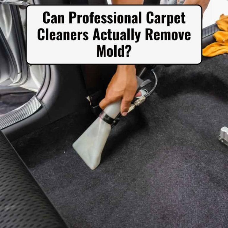Can Professional Carpet Cleaners Actually Remove Mold