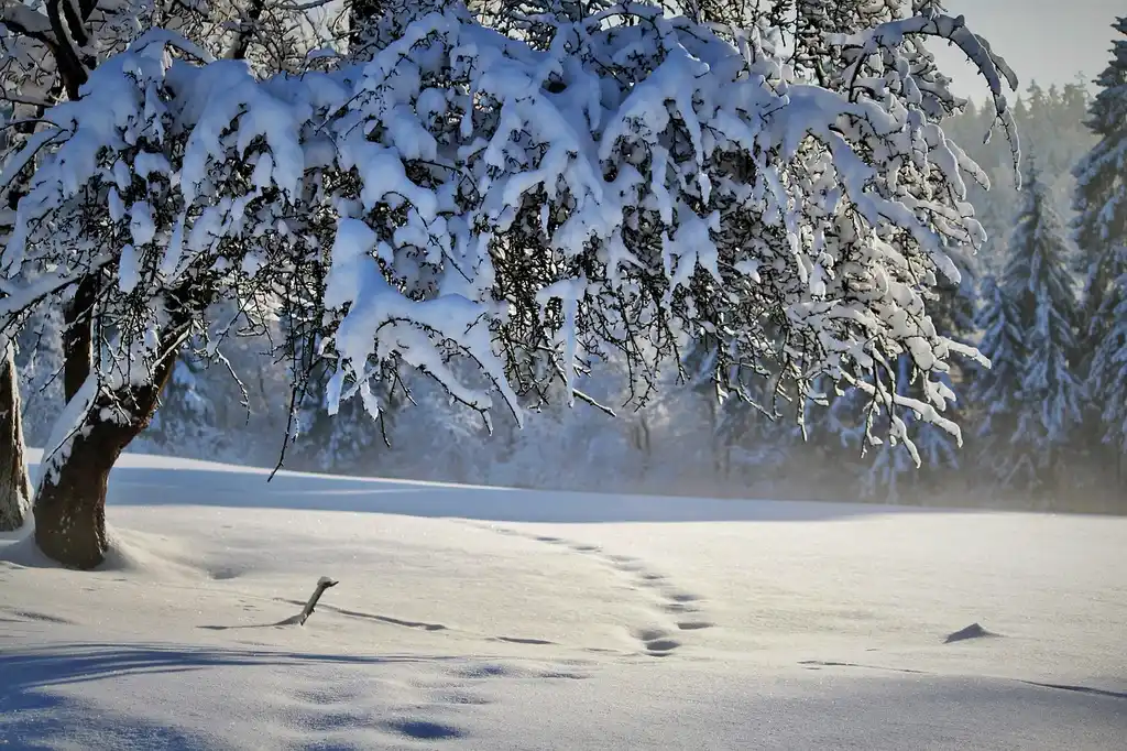 AWD vs FWD for winter driving: what changes, and what does not